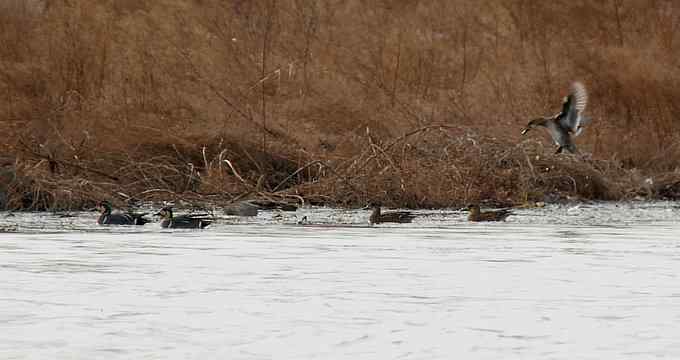 小燕子穿花衣 小燕子穿花衣