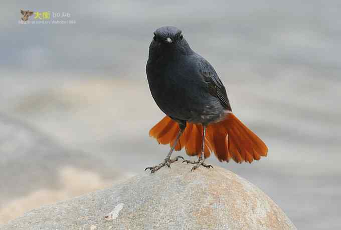 父爱如山：实拍红尾水鸲和它的四个宝宝们