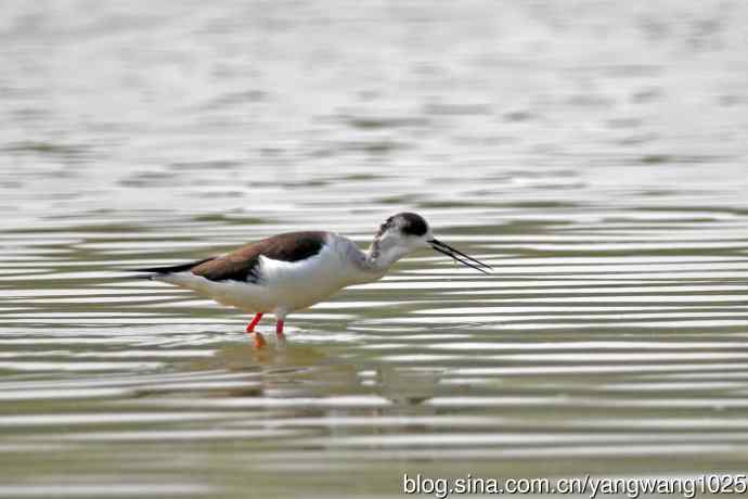 黑翅长脚鹬（7）