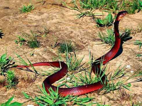 龙:传说的兽原型探秘(眼睛蛇类) 龙:传说的兽原型探秘(眼睛蛇类)