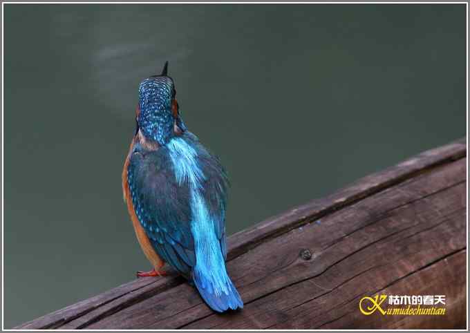 今年冬天的鸟儿有点少【照片】 今年冬天的鸟儿有点少【照片】