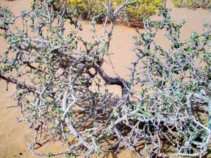 鱼类活化石:齿蝶鱼 鱼类活化石:齿蝶鱼