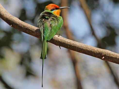 绝色攀禽：佛法僧目之蜂虎2