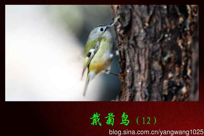 北京天坛公园的鸟类——戴菊鸟（12）