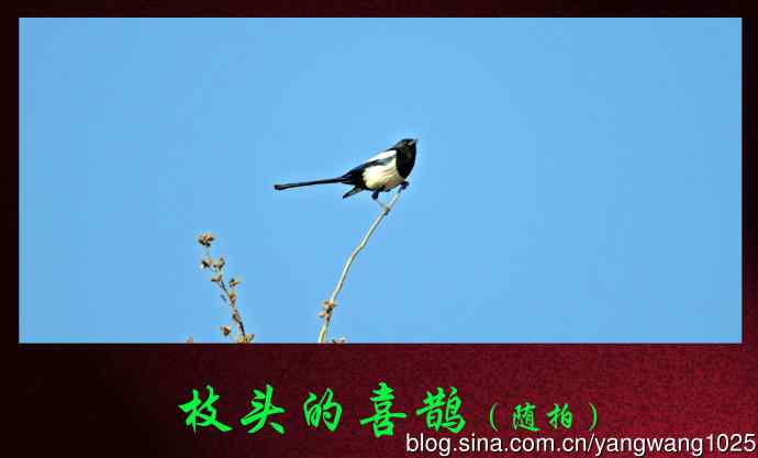 北京南海子公园的鸟类——枝头的喜鹊（随拍）