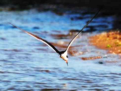 猎奇：奇特的鸟喙之二