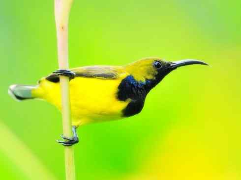 绝色攀禽：佛法僧目