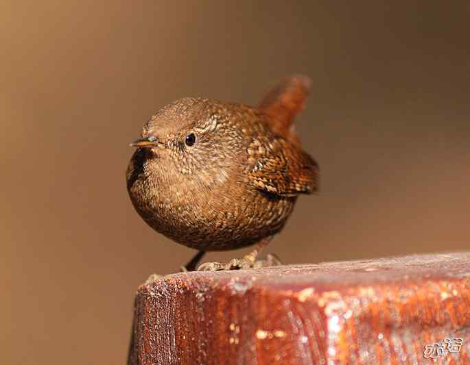 北京植物园&nbsp;wbr路&nbsp;wbr鹪（jiao）鹩（liao）