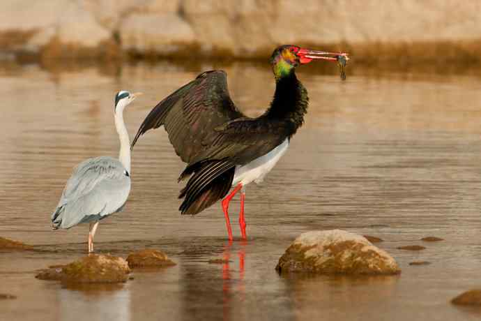 鹭鹳相争 wbr拍翁得意☆★ 鹭鹳相争 wbr拍翁得意☆★