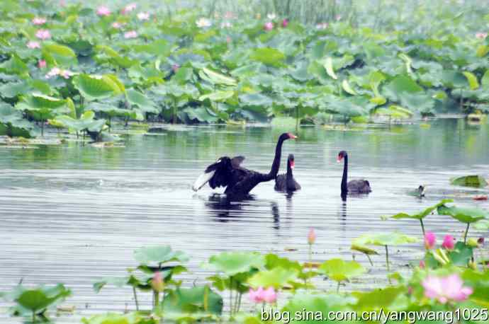 欢乐的亲兄弟（记圆明园的三只小黑天鹅）