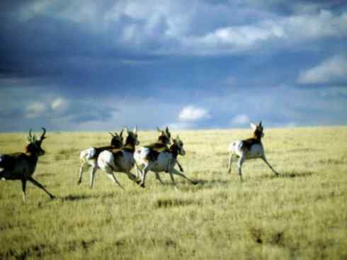 麒麟：传说的兽原型探秘（叉角羚）