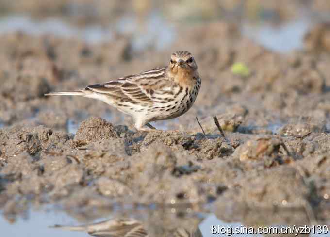 深港拍鸟新纪录（9）——红喉鹨（组图）