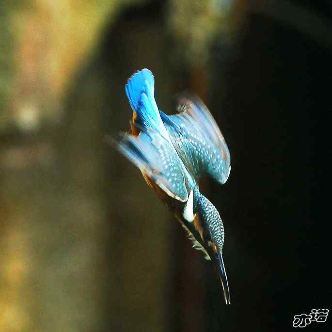 圆明园&nbsp;wbr路&nbsp;wbr跳水健将鈥斺斝〈