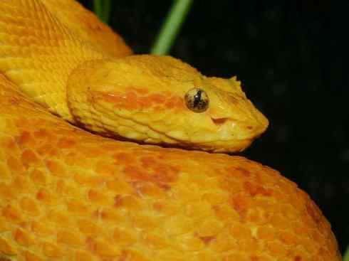 龙：传说的兽原型探秘（响尾蛇类）