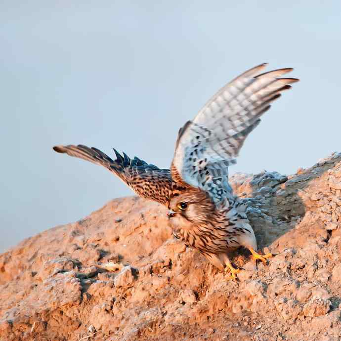 野鸭湖小猛红隼