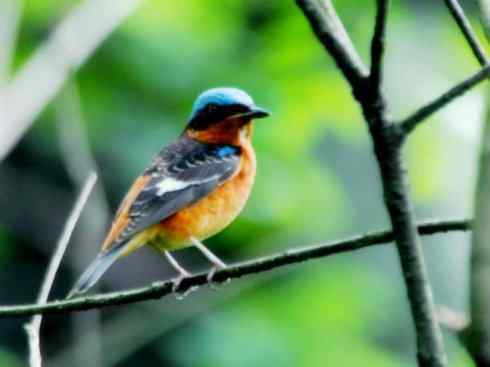 美丽无罪:雀鸟之矶鸫 美丽无罪:雀鸟之矶鸫