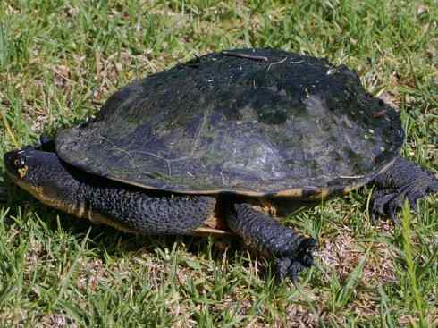 玄武：传说的兽原型探秘（澳洲长颈龟）