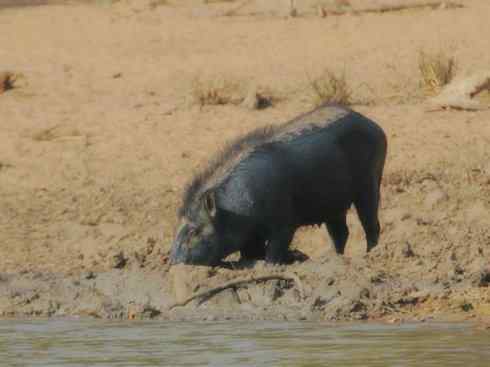 动物世界：山寨还是原创之四