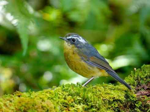 美丽无罪：雀鸟之林鸲