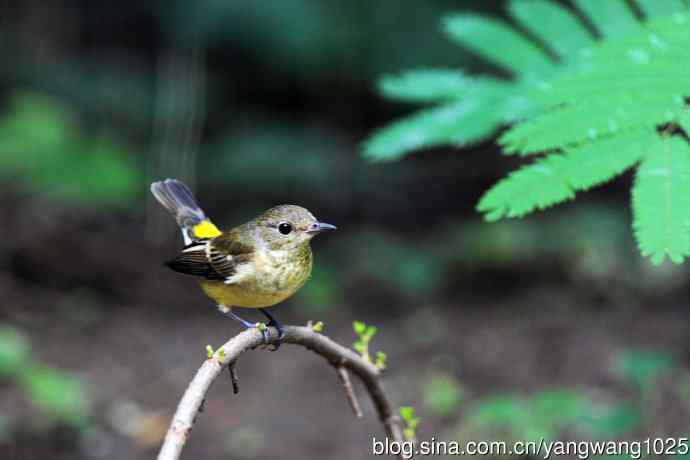 雌性白眉姬鹟（7）