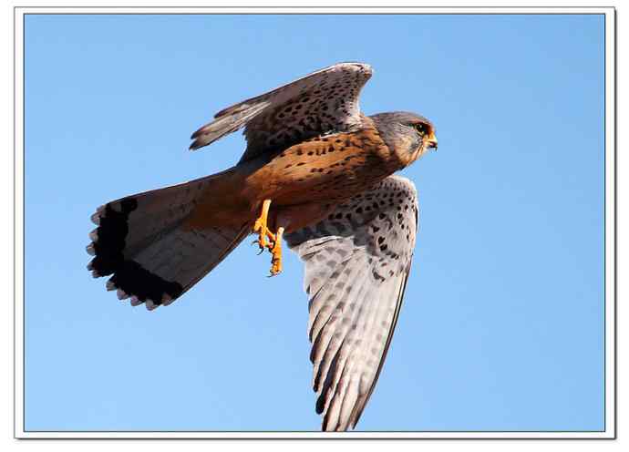 【鹰击长空--红隼雄姿】