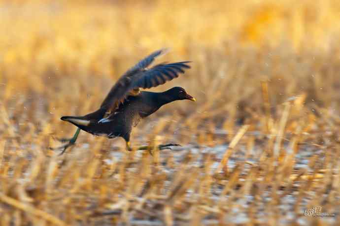 黑与白、跑与飞的动感鸟图