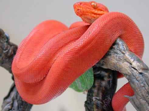 龙：传说的兽原型探秘（树蚺类）