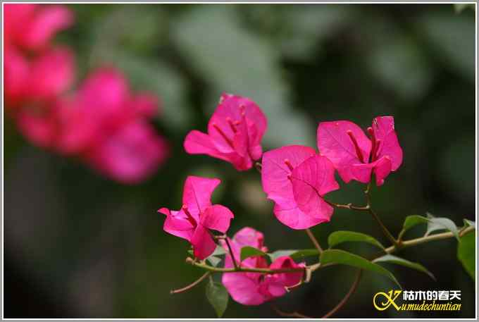 白头小鸟&bull;红嘴蓝鹊【照片】