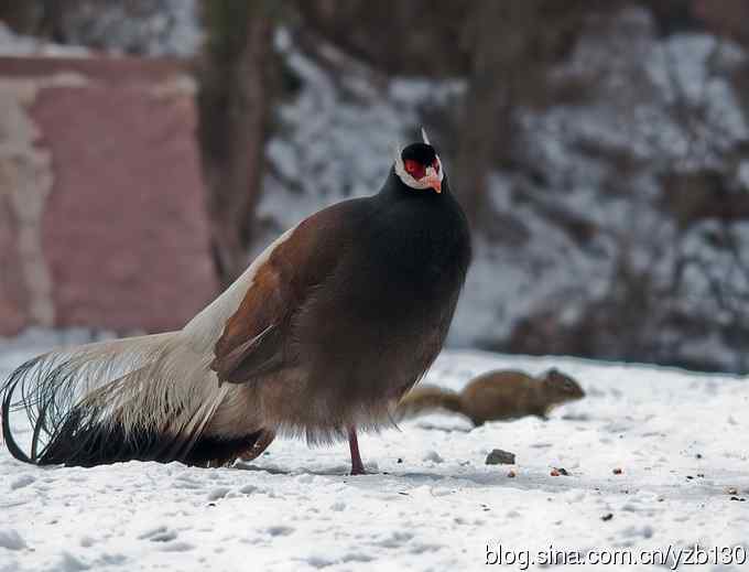 闪亮登场&bull;褐马鸡&bull;国家一级（组图，20张图片）