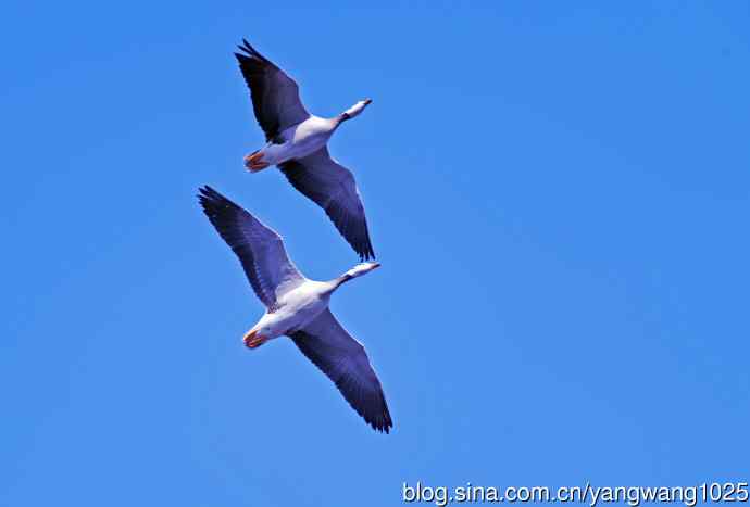 斑头雁（抓拍）15