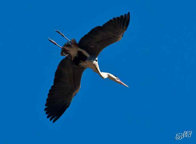 密云水库 wbr路 wbr大鸨、雉鸡和苍鹭 密云水库 wbr路 wbr大鸨、雉鸡和苍鹭