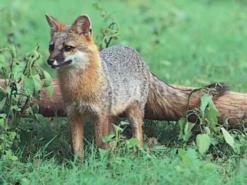 犬科：狐亚科灰狐属之灰狐、岛屿灰狐