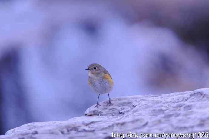 雌性红胁蓝尾鸲(33) 雌性红胁蓝尾鸲(33)