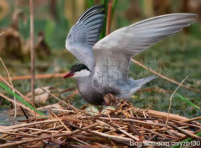 这世界，我来了！任凭风暴漩涡鈥︹Γㄗ橥迹25张图片）