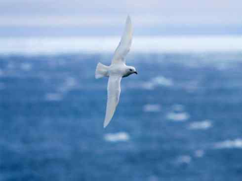 奇特的盔:雪海燕 奇特的盔:雪海燕