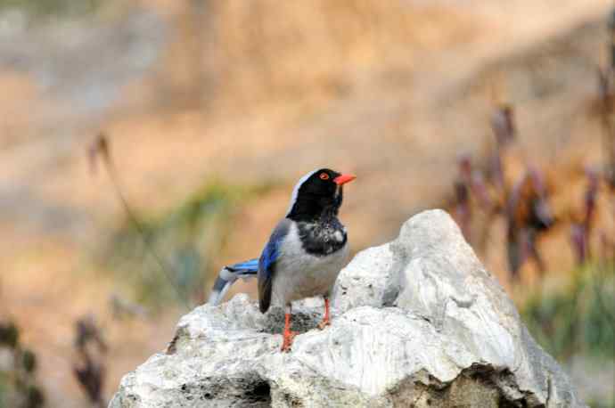 红嘴蓝鹊（11）