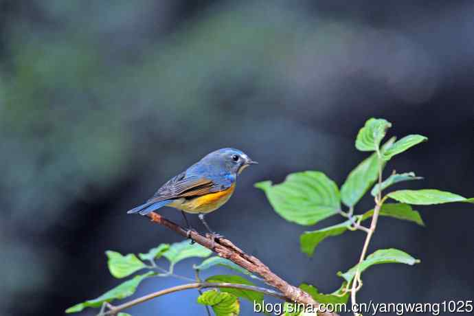 雄性红胁蓝尾鸲（33）