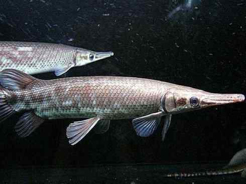 鱼类活化石:鳄雀鳝 鱼类活化石:鳄雀鳝