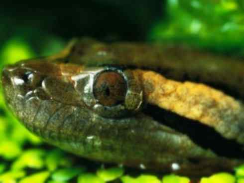 绝色攀禽：佛法僧目之短尾鴗