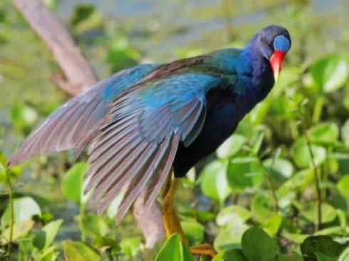 奇特的盔：紫水鸡