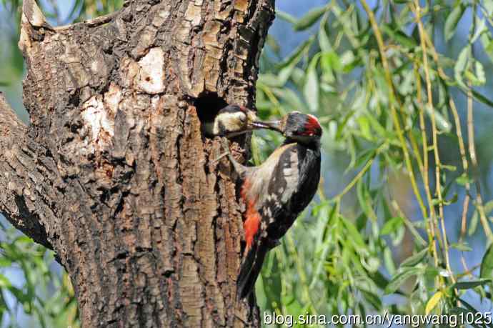 父子情深的大斑啄木鸟（2）