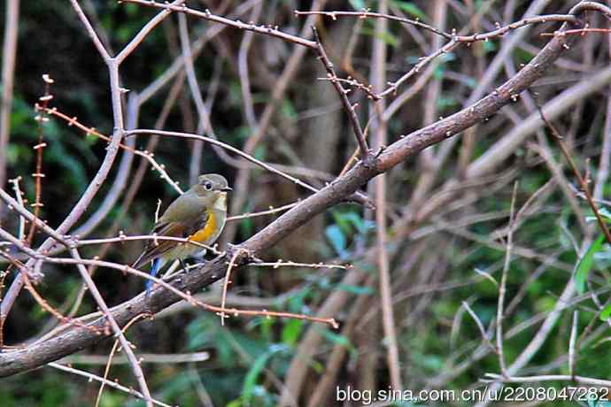 圣诞节送上12月份拍新鸟