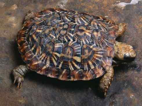 玄武：传说的兽原型探秘（象龟）