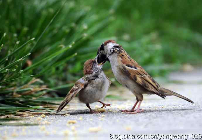 母爱（纪实篇）