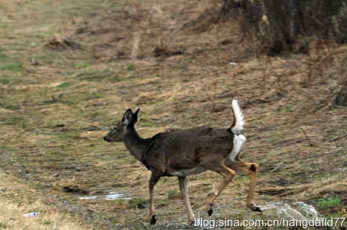 野鹿过马路