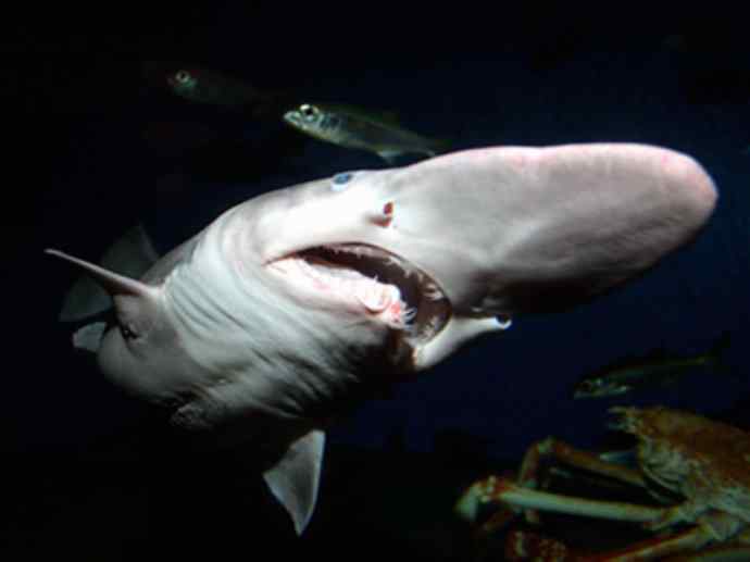 鱼类活化石：魔鬼鲨