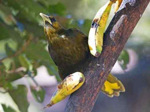 奇特的盔:拟椋鸟 奇特的盔:拟椋鸟