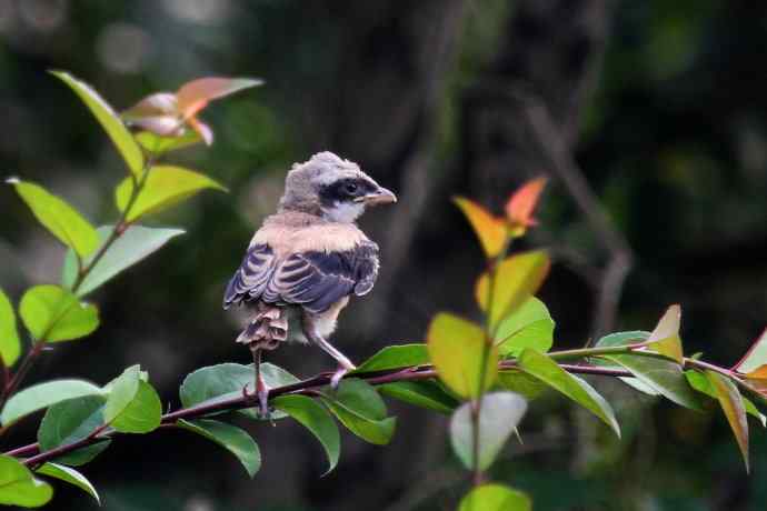 200.伯劳雏鸟上树危机四伏