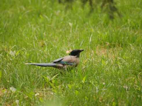 家禽驯化之源之二十九