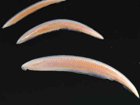 鱼类活化石：盲鳗